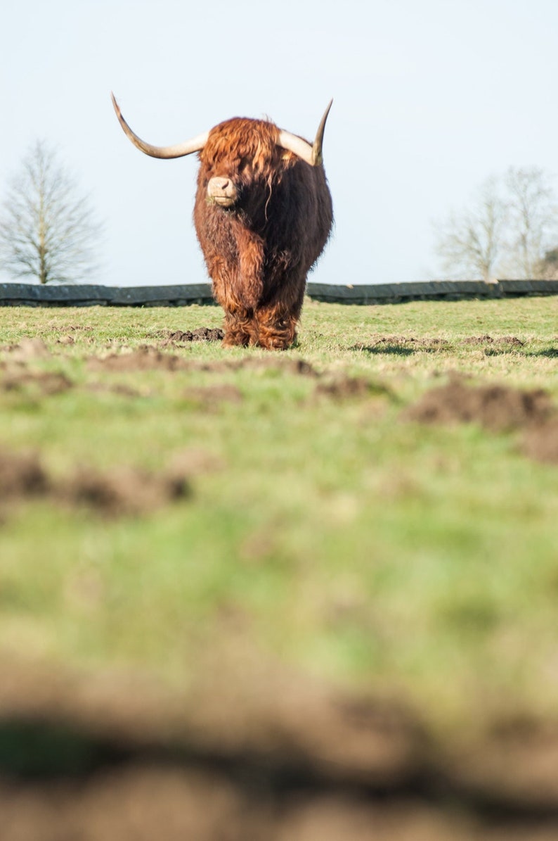 Highland Cattle 17 Fine Art Photography Highland Cow Nature Photography image 1