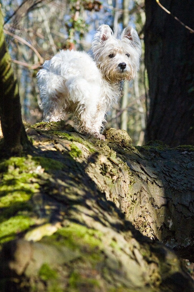 I am Crumpet 4 Westie West Highland terrier Dog Photography Wall Décor image 1