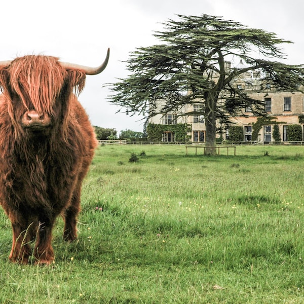 Highland Cattle 10 - Fine Art Photography - Wall Décor - Nature Photography