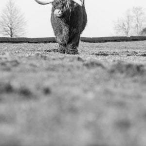 Highland Cattle 17 Fine Art Photography Highland Cow Nature Photography image 2