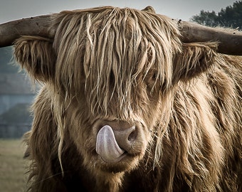 Highland Cattle 12 - Nature Photography - Highland Cow - Wall Décor
