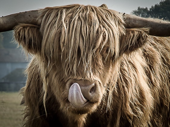 Highland Cattle 12 Nature Photography Highland Cow Wall - Etsy