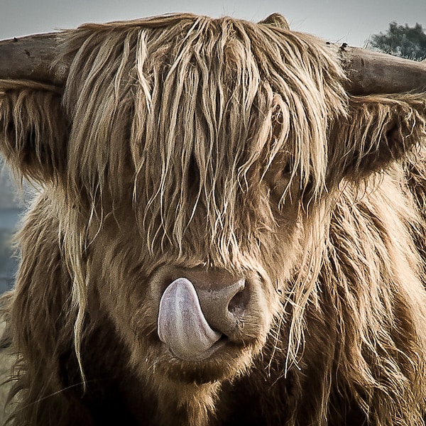 Highland Cattle 12 - Nature Photography - Highland Cow - Wall Décor