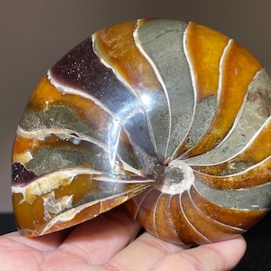 May include: A polished nautilus shell with a spiral pattern. The shell features bands of orange, yellow, gray, and purple hues. The shell is held in a hand, showcasing its natural beauty and intricate design.