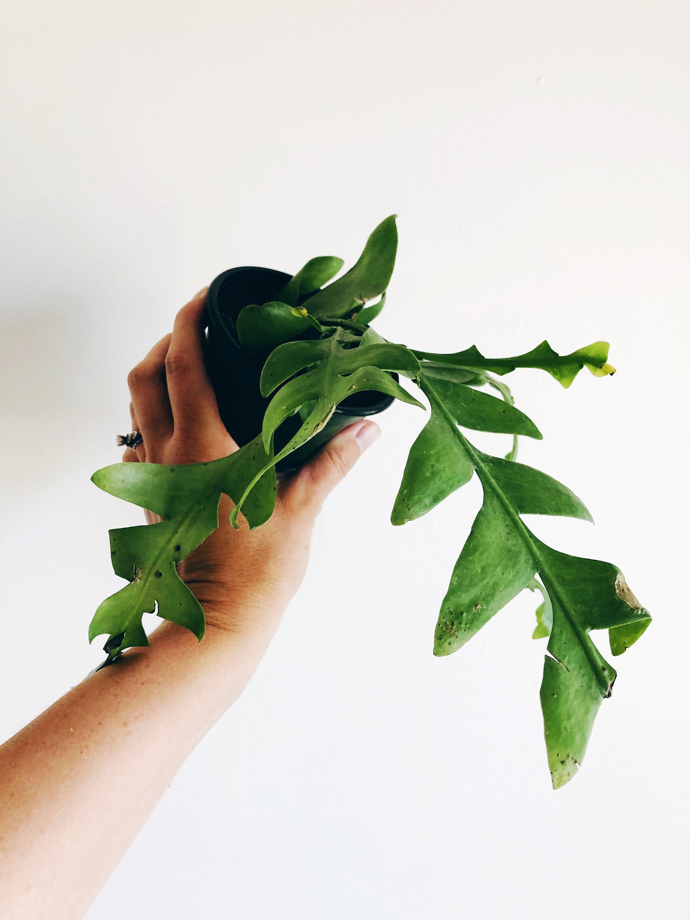 Shark Tooth Cactus Care