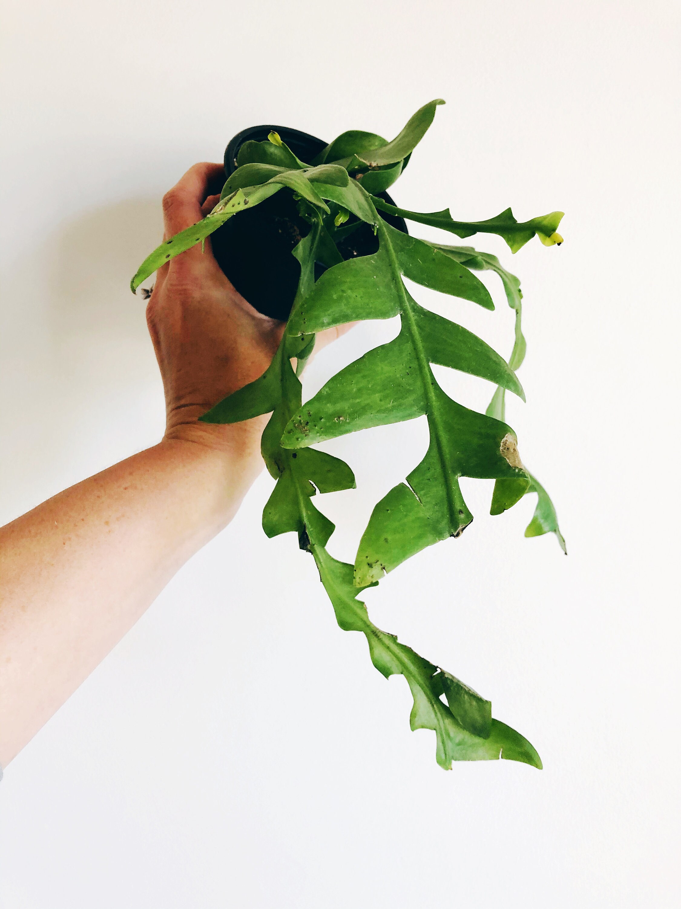Shark Tooth Cactus Care