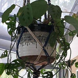 May include: Two hanging planters with lush green plants. The top planter holds a plant with large, patterned leaves, while the bottom planter has long, slender leaves. Both are suspended by macrame hangers with a mix of beige and navy blue cords.