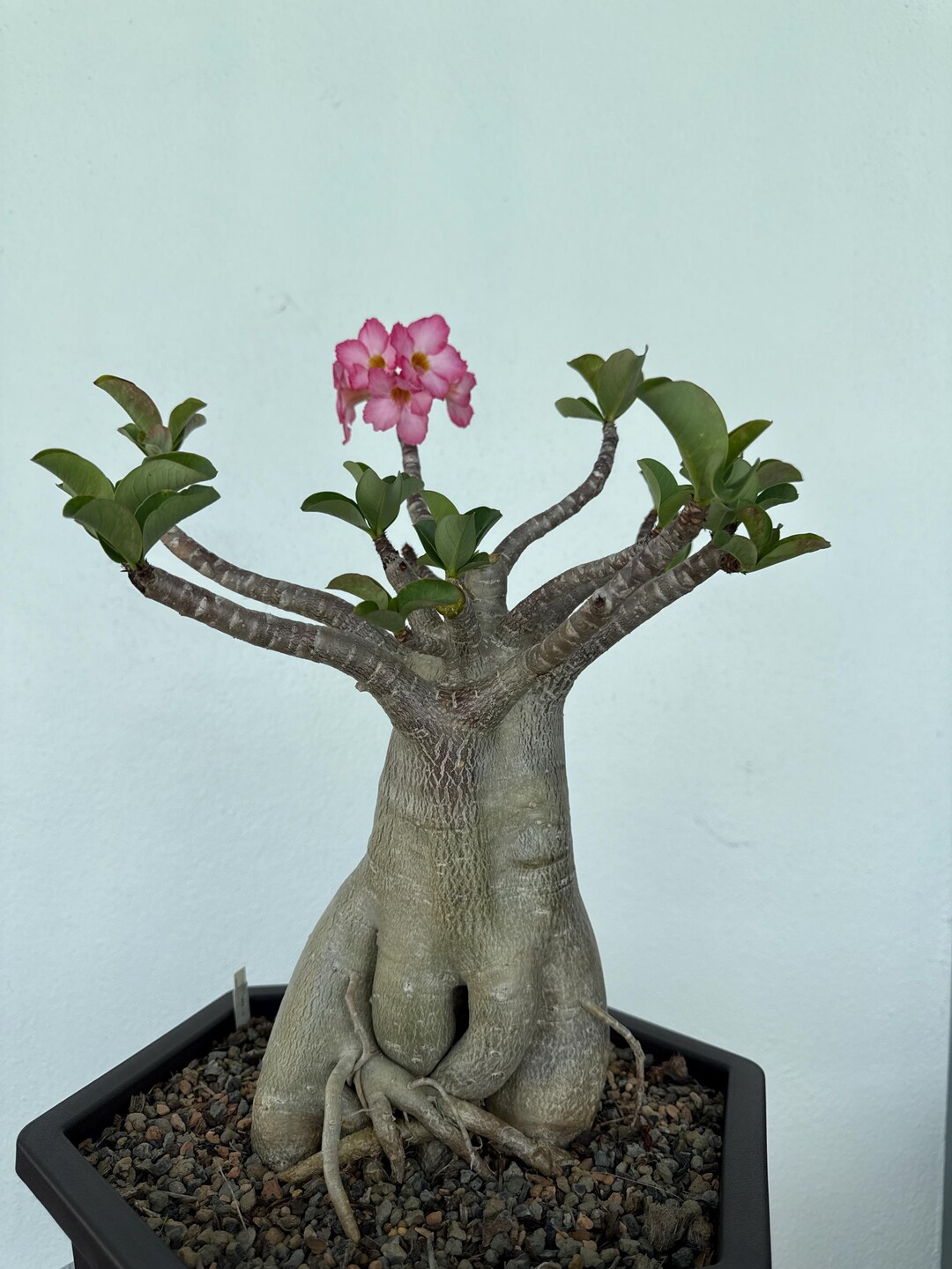 Absolute Unit! Root Trained Adenium Socotranum -by Adenium USA - Etsy