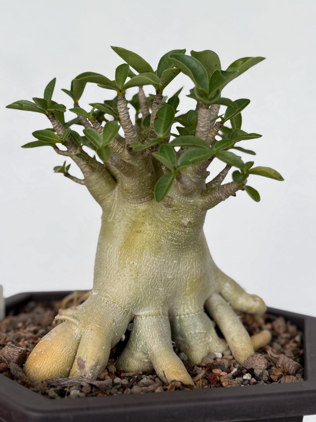 Root Trained Adenium Socotranum -by Adenium USA - Etsy