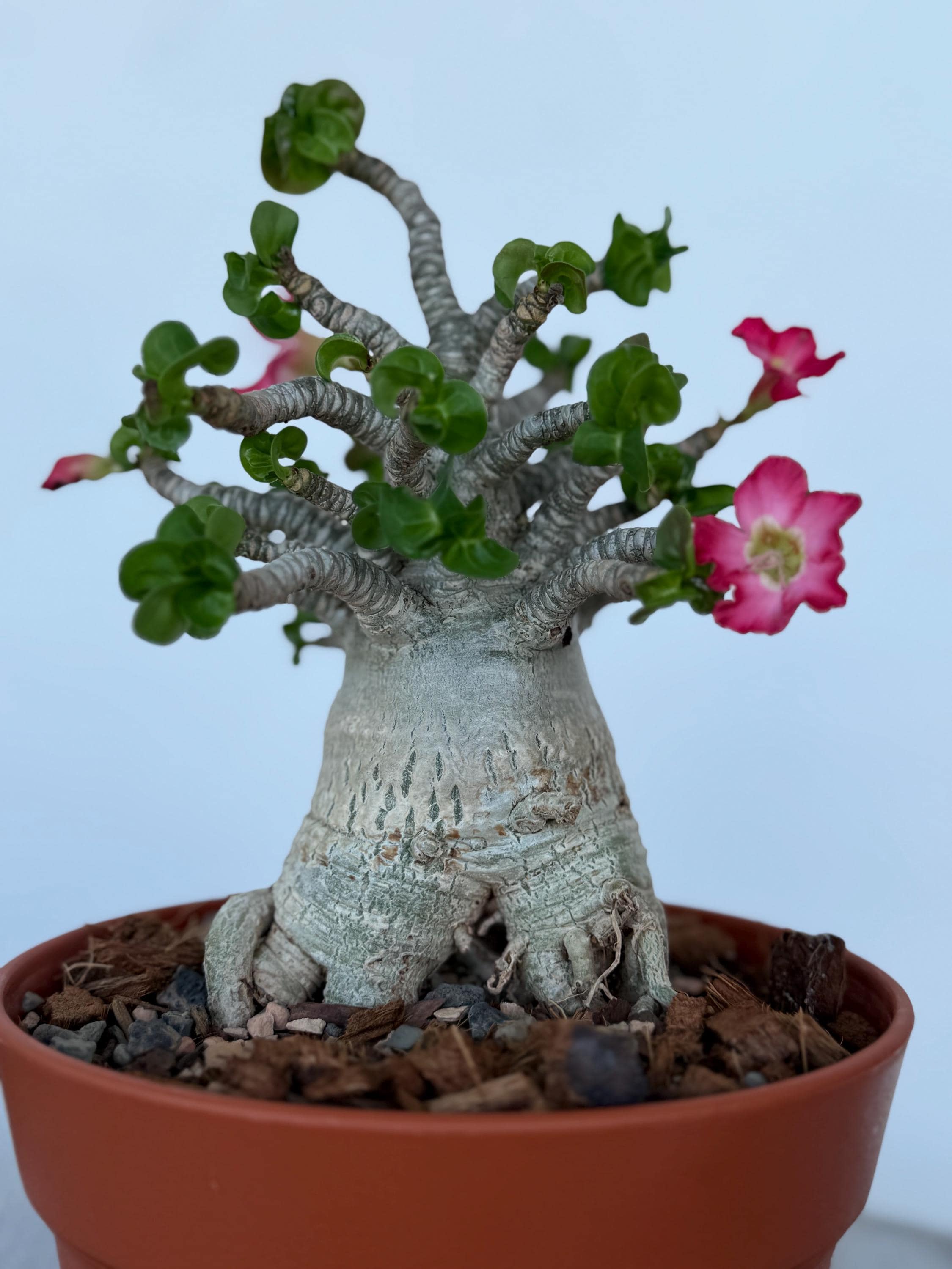 Dorset Horn Adenium - Etsy