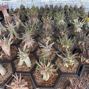 May include: A collection of potted desert rose plants, each with unique, textured stems and vibrant green leaves. The plants are arranged in hexagonal black pots filled with soil, creating a visually appealing display. The background features a grassy area and a paved surface.