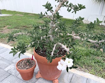 Pachypodium Rosulatum Var. Gracilius 5-pack Seeds - Unique