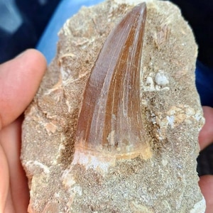 fossil for sale fossil jewelry ammonite fossil shark tooth dinosaur  fossil bone North Africa fossil natural history gift