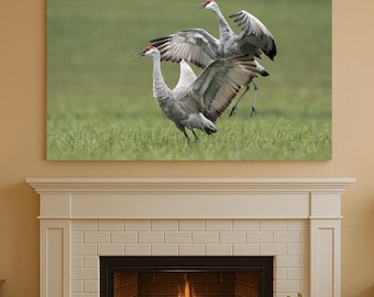 Sandhill crane photo - Cranes performing evening mating dance - Wildlife photography - Fine art canvas print by Fern & Falcon Photography