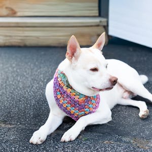 Op de afbeelding: Een witte hond met een kleurrijke, gehaakte bandana, liggend op een donkergrijze ondergrond. De bandana heeft een mix van paarse, blauwe, groene en oranje tinten. De hond is ontspannen, met opstaande oren.