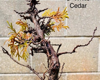 6” White Cedar Wild Collected Pre Bonsai