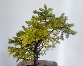 11” Black spruce pre bonsai
