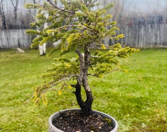 15” Black Spruce Wild Collected Upper Peninsula Michigan