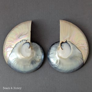 May include: Two iridescent nautilus shell halves featuring a smooth, pearlescent surface with swirling cream, white, and grey tones. The shells exhibit a natural spiral structure with a polished finish and a distinct cut edge. Text reads Beads & Honey.