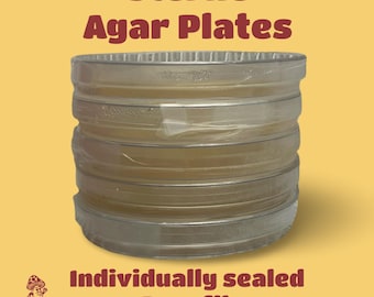 Placa de Petri com ágar extrato de malte // placa de ágar estéril para cultivo de micélio, crescimento de cogumelos, placa de Petri