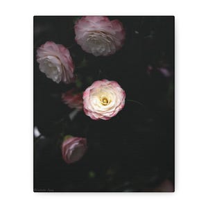 Camellia Stretched canvas Photo Print