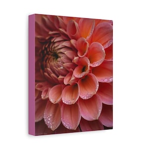 Pink Dahlia Flower Photo Canvas Print