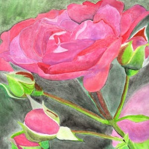 Estudo de flores (rosa vermelha) Cartão de felicitações em branco