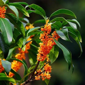 May include: Close-up of a branch with vibrant orange flowers and glossy green leaves. The flowers are clustered together, creating a striking contrast against the dark background. The image captures the natural beauty of the plant.