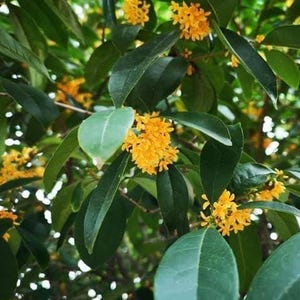 May include: Close-up of a flowering plant with vibrant yellow blossoms and dark green leaves. The image showcases clusters of small, bright yellow flowers against a backdrop of lush, deep green foliage, creating a striking contrast. The plant appears healthy and well-maintained.