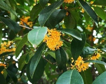 Jin GUI (金桂/桂花) Osmanthus Fragrans Golden/Yellow Fragrant Flower, Evergreen Shrub, Rooted Plant in Pot