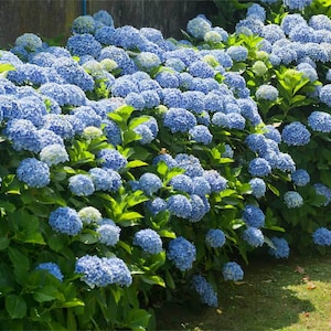 May include: A vibrant display of blue hydrangea flowers in full bloom. The image showcases a lush bush with numerous clusters of blue and white flowers, surrounded by green foliage. The flowers are in various stages of bloom, creating a textured and visually appealing scene.
