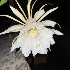 Queen of the Night (昙花) – Epiphyllum Oxypetalum | Rare Blooming Cactus | 4” Pot | Fully Rooted, Suvival Guaranteed with Proper Care