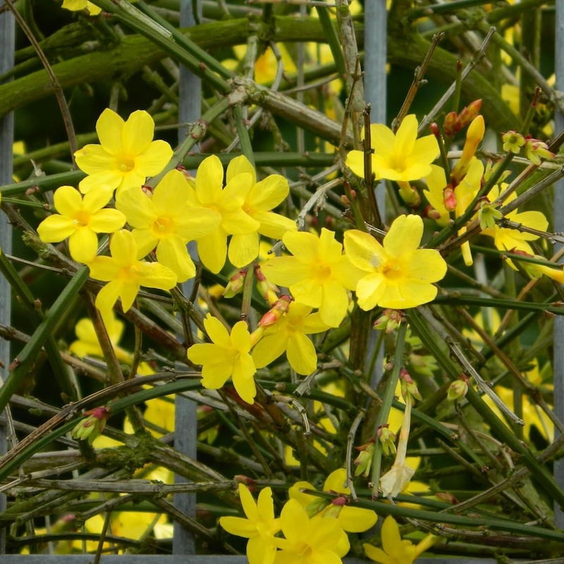 Jasmine Plant Cold Hardy - Etsy