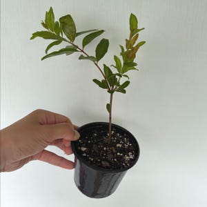 Pomegranate Live Starter Plant (4" pot, 8-14" tall) Hardy Fruit-Bearing Shrub, Self-Pollinating Mediterranean Tree