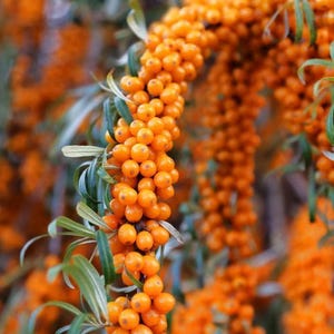 May include: Close-up of sea buckthorn berries, a vibrant orange color, clustered densely along branches with green leaves. The image highlights the natural texture and color of the berries.