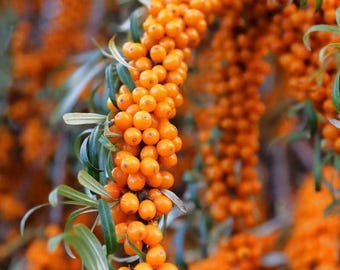 Sea Buckthorn Tree (Seaberry) | Hippophae rhamnoides | 1–2 Ft Live Plant (Male or Female)