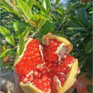 May include: A halved pomegranate, revealing vibrant red seeds, held against a backdrop of green leaves. The fruit's exterior is a pale yellow-green, with a slightly open, textured rind. The image captures the freshness of the fruit.
