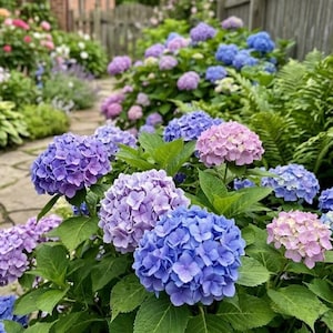 May include: A cluster of vibrant hydrangea flowers in shades of blue, purple, and soft pink, featuring dense, rounded heads of small four-petaled blossoms nestled among lush, deep green serrated leaves in a garden setting.