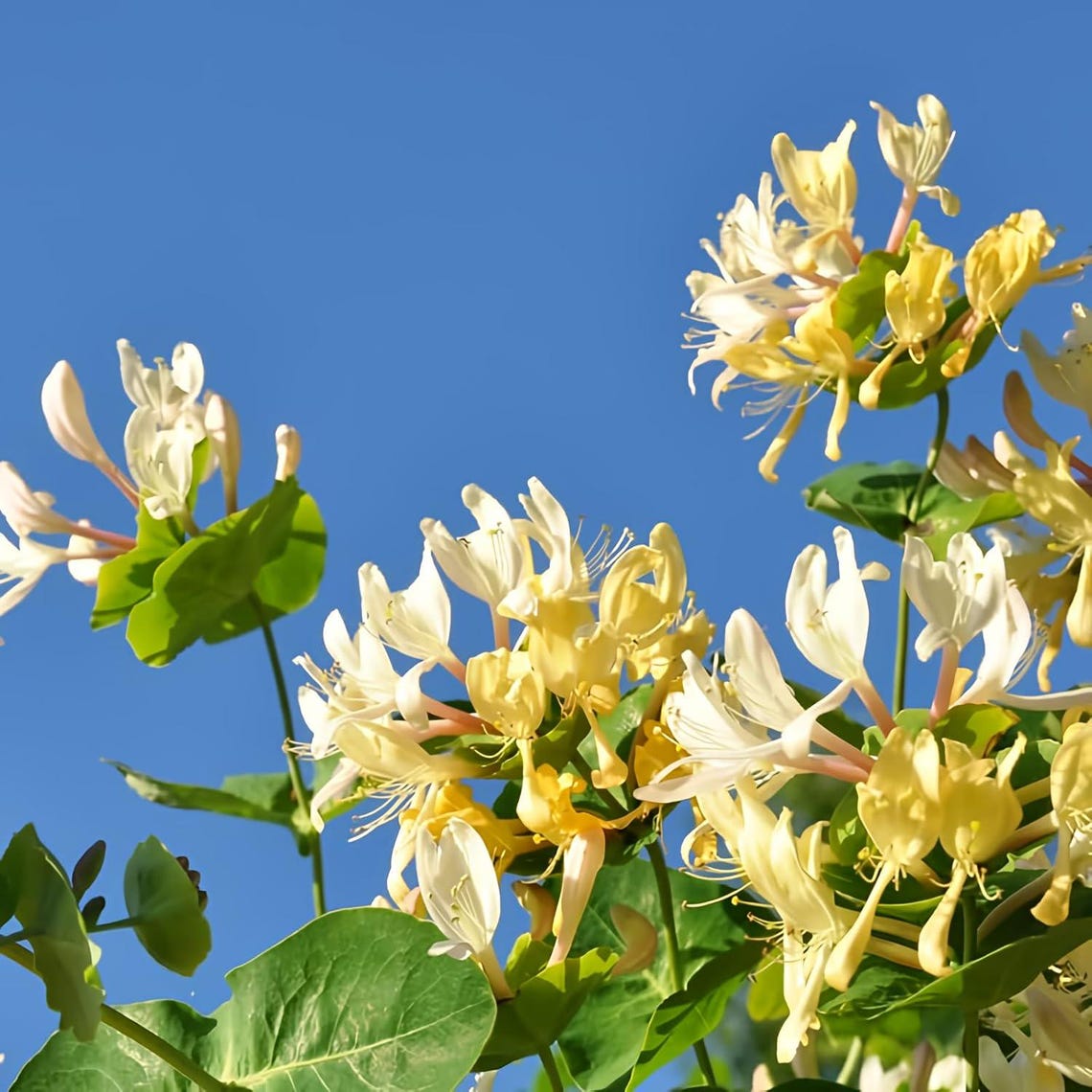 Caprifoglio Del Giappone, Lonicera Japonica Chinensis - 6
