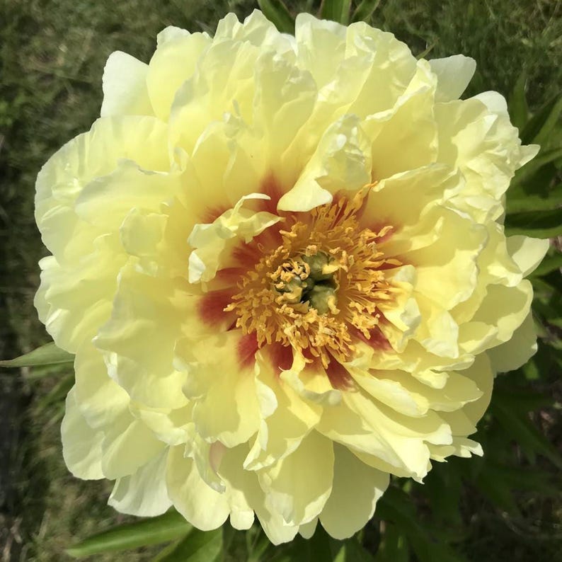 Burpee Itoh Bartzella Peony - Thumbnail 2