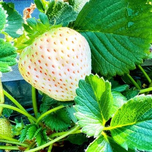 May include: A close-up of a ripe, white strawberry with red seeds, surrounded by green leaves. The strawberry is large and appears to be freshly picked. The leaves are a vibrant green, with visible veins and a slightly glossy texture.