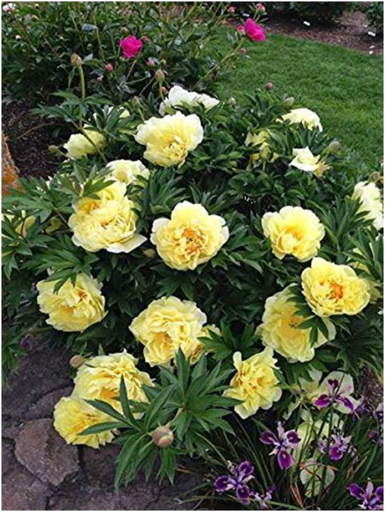 Burpee Itoh Bartzella Peony - Thumbnail 4