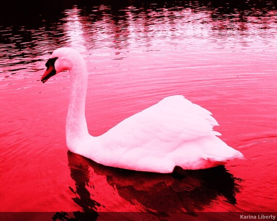Items similar to Pink Swan - Photography landscape nature pink swan