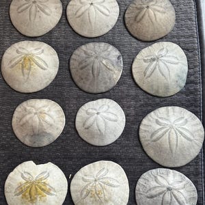 Lucky Sand Dollar