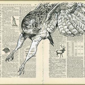 Red Tailed Hawk - Bird of prey Illustration - Museum Quality Print