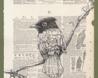 Indonesian Flycatcher Bird of Paradise on Vintage Dictionary Page - Museum Quality Print