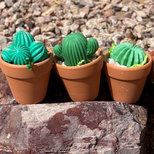 Puede incluir: Tres pequeñas macetas de terracota, cada una con un cactus verde diferente. Los cactus varían en forma y textura, uno de ellos con aspecto espinoso. Las macetas están sobre una superficie rocosa y rugosa.