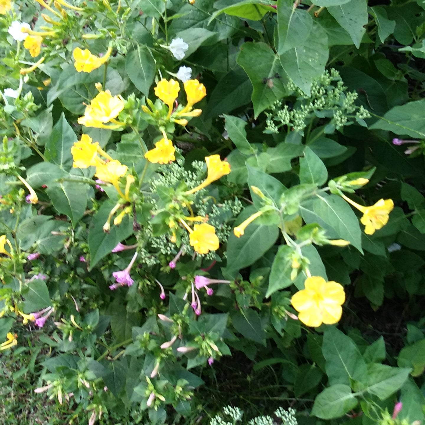 4-o-clock-seeds-old-fashioned-4-o-clocks-fuchsia-pale-pink-red-yellow