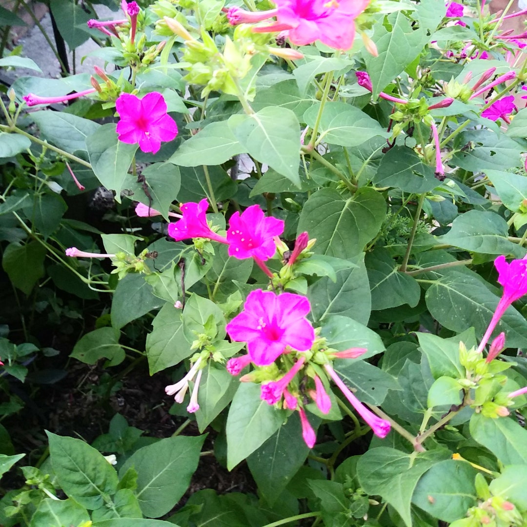 4 O'clock Seeds Old Fashioned 4 O'clocks Fuchsia Pale Pink, Red, Yellow