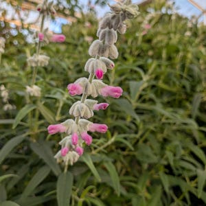 May include: Close-up of a flowering plant with a long, textured stem. The stem is covered in small, light gray buds with vibrant pink flowers emerging. The background is filled with green foliage and a greenhouse structure.